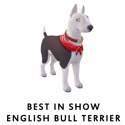 Best in Show English Bull Terrier