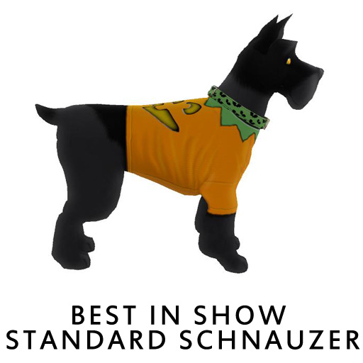 Best_in_Show_Standard_Schnauzer2