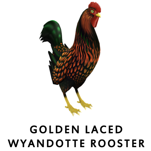 Golden Laced WyandotteRooster
