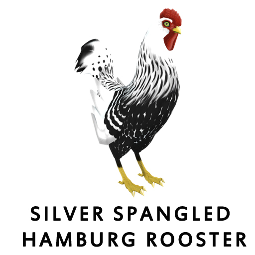 Silver Spangled HamburgRooster