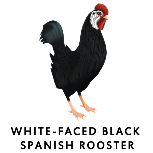 White-Faced Black SpanishRooster