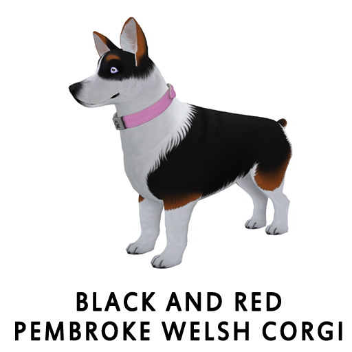 Black and RedPembroke Welsh Corgi