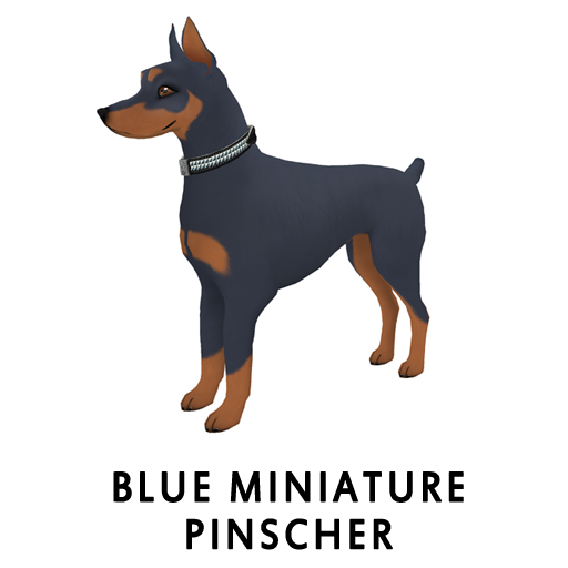 BlueMiniature Pinscher