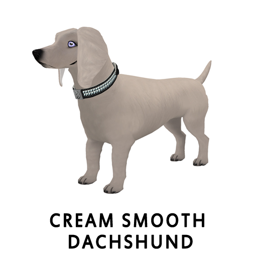 CreamSmooth Dachshund