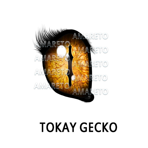 tokay-gecko