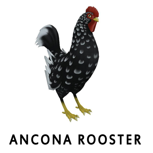 AnconaRooster