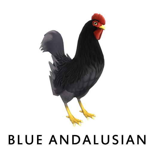 BlueAndalusian2