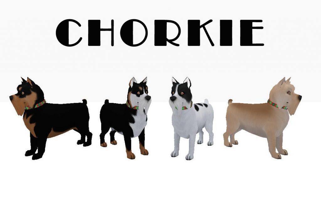 Chorkies