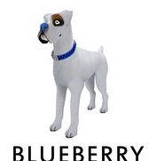 blueberry nose