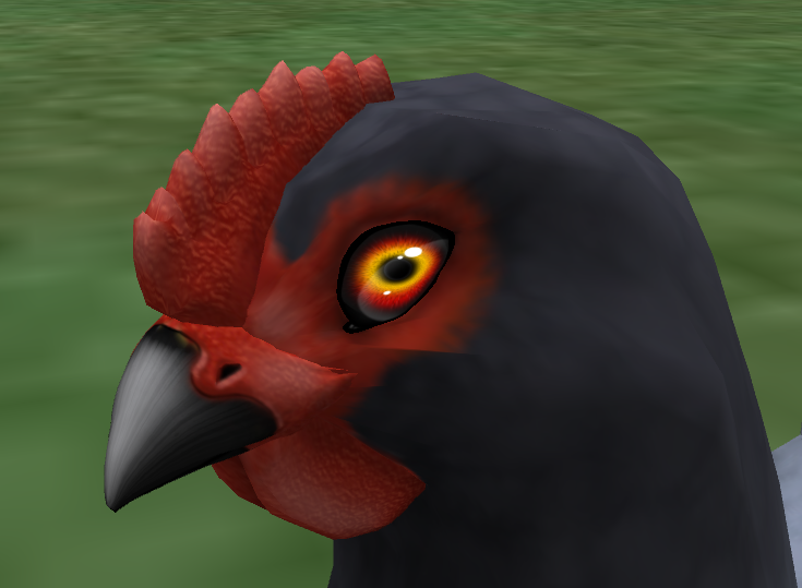Red Fury Eyes on a Blue Andalusian Hen 