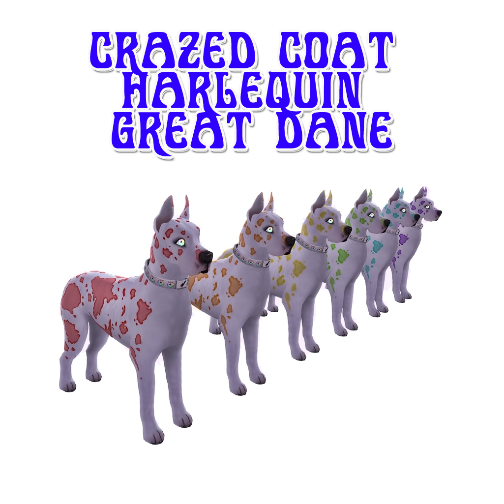 Crazed Coat Harlequin Great Dane