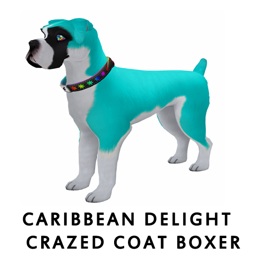Caribbean_Delight_Coat_Boxer