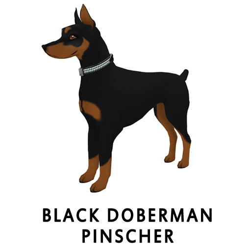 BlackDoberman Pinscher