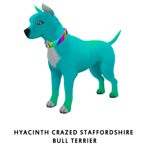 HyacinthCrazed